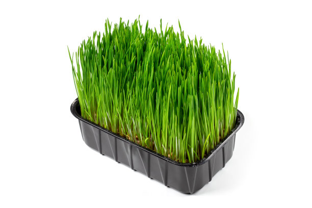 绿色的草地为动物在白色的背景上。图片下载