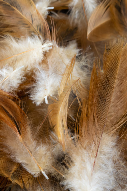 棕色母鸡羽毛的微距照片。背景或textura图片下载