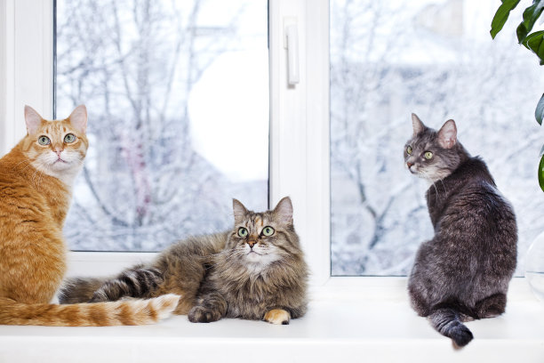 三只猫图片下载