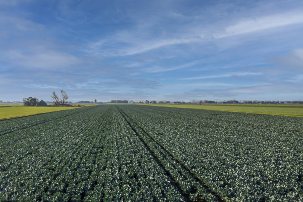 有机西兰花田，无人机拍摄。图片下载