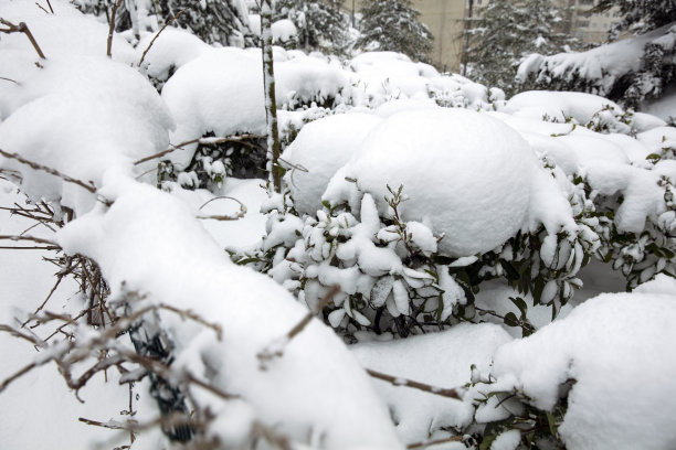 雪覆盖了树木图片下载