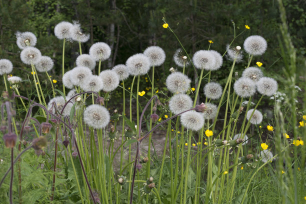 森林附近空地上的蒲公英——背景是带着种子的蒲公英图片下载