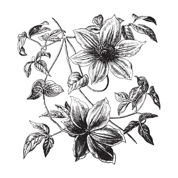 铁线莲或旅行者的喜悦(佛罗里达铁线莲)-复古插图图片下载
