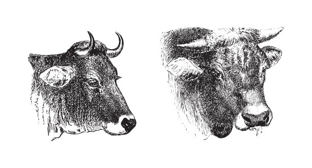 牛和公牛肖像-复古插图图片下载
