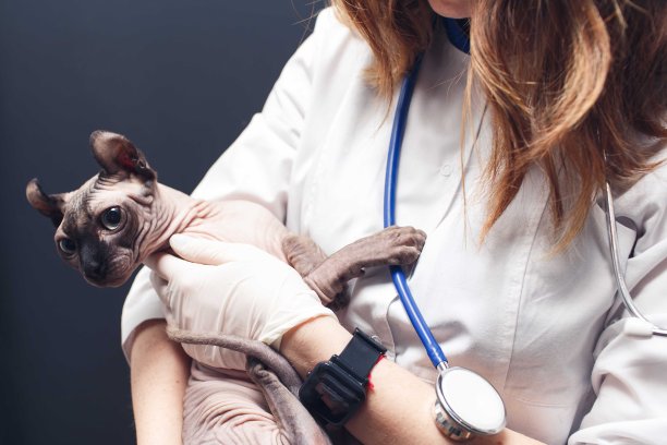 一位女兽医抱着一只狮身人面像猫的肖像图片下载