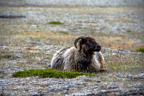2021 08 16 hornafiordur比利山羊图片下载
