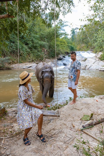 泰国清迈丛林中的大象保护区，大象农场在泰国清迈的山区丛林图片下载