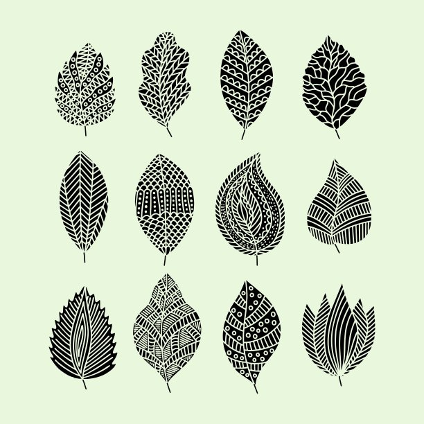 一套手绘植物叶片。向量涂鸦风格。图片下载