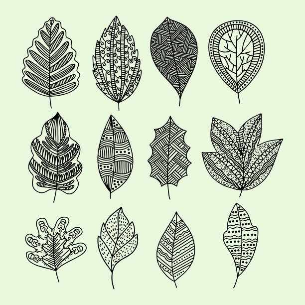 一套手绘植物叶片。向量涂鸦风格。图片下载