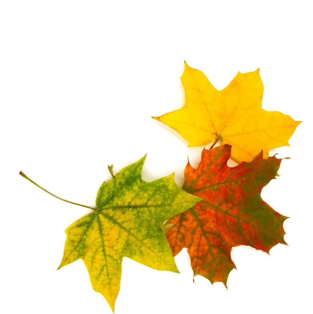 黄色的秋天落在白色的背景上孤立。季节性内容为海报、卡片、邀请或其他装饰图片下载