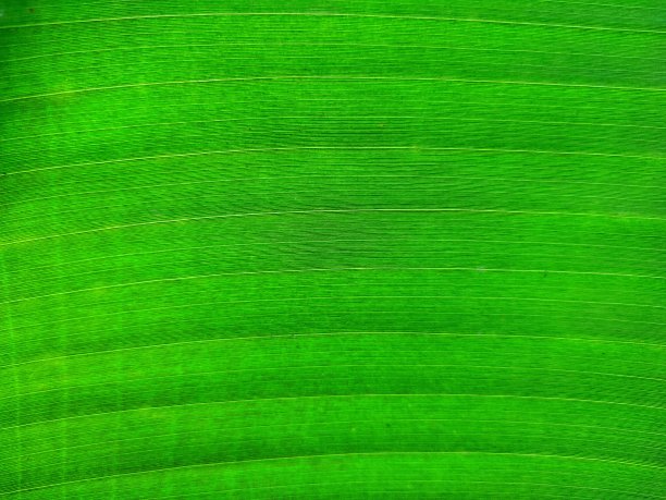 叶静脉图片下载