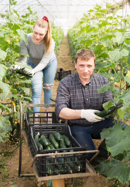 女人帮助男人收获黄瓜图片下载
