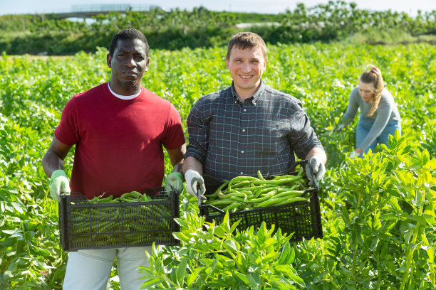 两个农民扛着装豆子的箱子图片下载