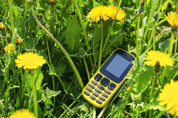 蒲公英丛中放着一个旧的黄色手机图片下载