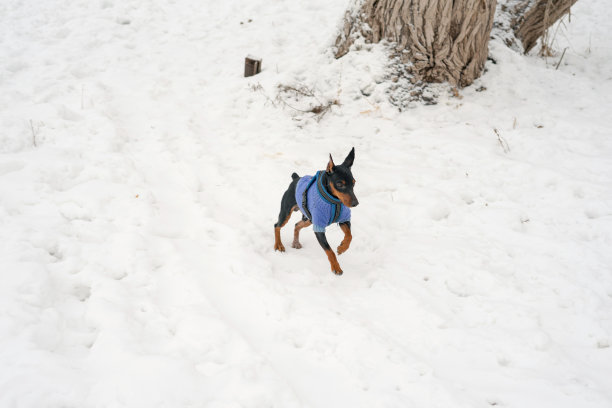 在雪地里散步的迷你Pinscher狗。穿毛衣的人图片下载