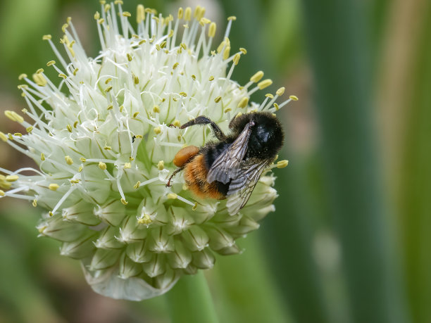 蜜蜂采蜜，特写照片，波兰图片下载