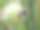 蜜蜂采蜜，特写照片，波兰图片下载