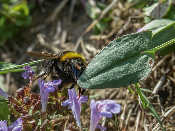 蜜蜂采蜜，特写照片，波兰图片下载