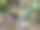 蜜蜂采蜜，特写照片，波兰图片下载