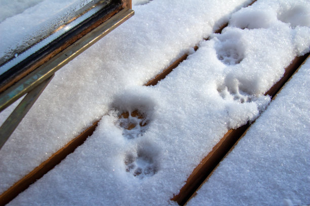 雪地覆盖的甲板上的猫脚印的纹理背景图片下载