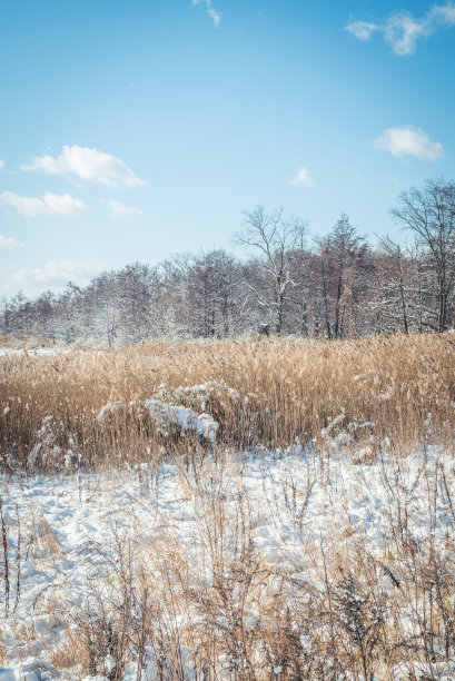 2022年纽约市美丽的初雪日图片下载