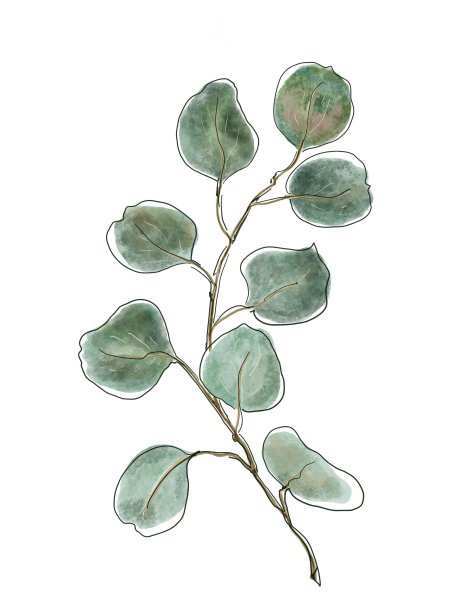 桉树枝，为婚礼设计元素。水彩风格孤立在白色背景上图片下载