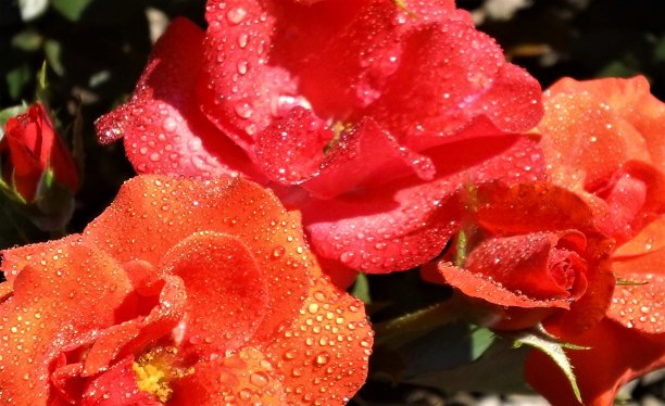 红玫瑰和水滴。图片下载