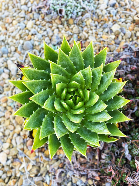 冬季霜冻芦荟图片下载