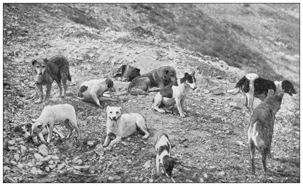古色古香的君士坦丁堡(伊斯坦布尔)旅行照片:流浪狗图片下载