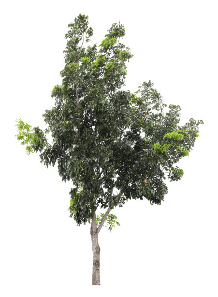 裁剪路径的一棵大绿树孤立在一个白色的背景。图片下载