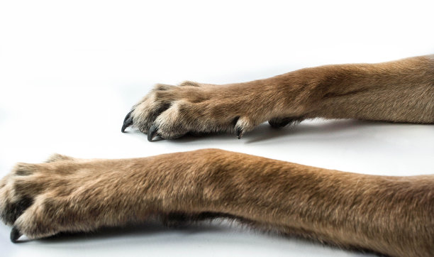 白色背景上牧羊犬的爪子特写图片下载