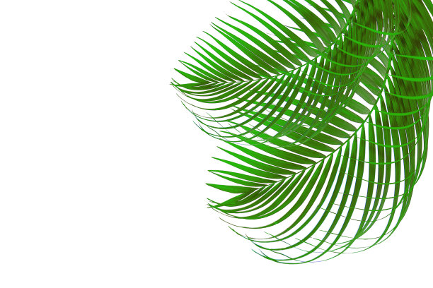 纹理叶抽象绿色自然背景热带叶椰子叶孤立在白色背景图片下载