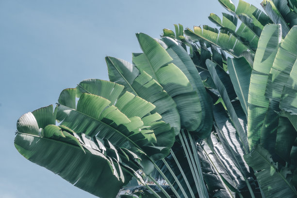 绿色的芭蕉叶孤立在白色背景与剪裁路径的设计元素，夏季背景，抽象的绿叶纹理，自然背景图片下载