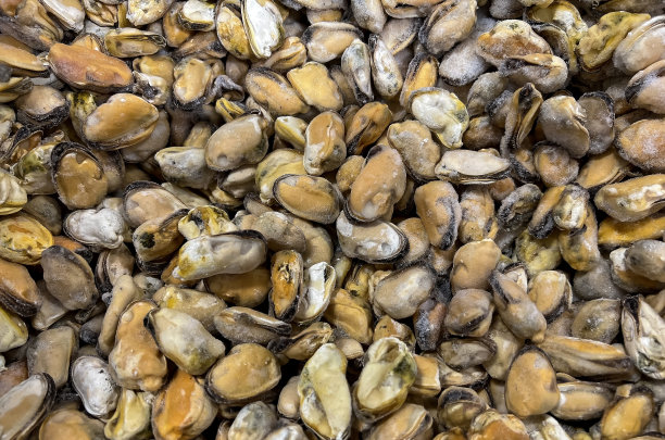 背景新鲜冷冻海鲜贻贝。高质量的照片图片下载
