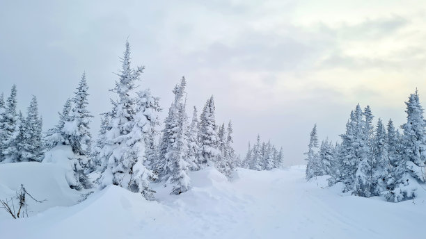 云杉树的风景形象。霜冻的日子，平静的冬日景象。喀尔巴阡山，乌克兰，欧洲。滑雪胜地。野生区域的伟大图片。探索地球之美。旅游的概念。图片下载