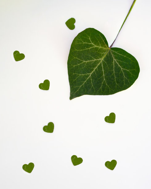 绿色叶心设计在乳白色的背景与小的新鲜绿色心下降。情人节图片下载