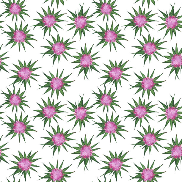 水飞蓟植物无缝图案上的白色背景。水彩手绘插图。水飞蓟属草本植物，有紫色的花和叶子。完美的医疗设计。图片下载