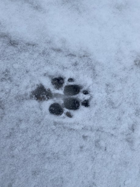 雪地上有狗的脚印图片下载