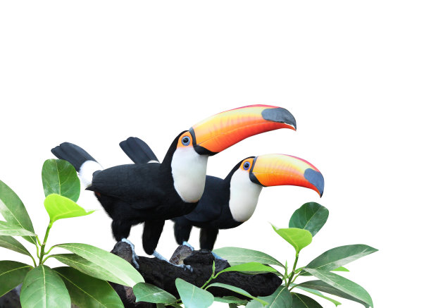 在热带雨林的树枝上，有两只美丽多彩的巨嘴鸟的水平横幅图片下载