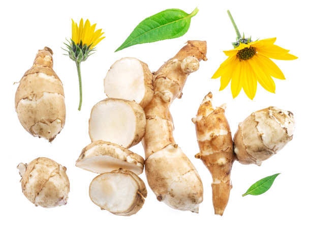 菊芋的根，叶和花孤立在白色背景上。图片下载