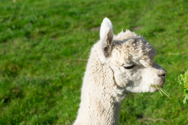 可爱的白色羊驼头叼着绿草在嘴里模糊的绿草背景。图片下载