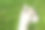 可爱的白色羊驼头叼着绿草在嘴里模糊的绿草背景。图片下载
