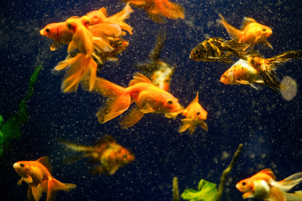 淡水鱼缸里的金鱼在蓝色的背景上图片下载