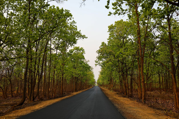 印度西孟加拉邦乡村的两车道国道图片下载