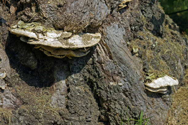 老树干上生长的木蹄层孔菌图片下载
