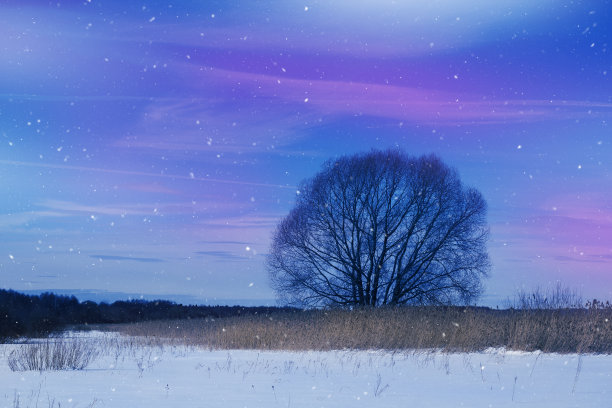 冬季景观与一树一雪。图片下载