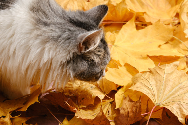 猫在叶子图片下载