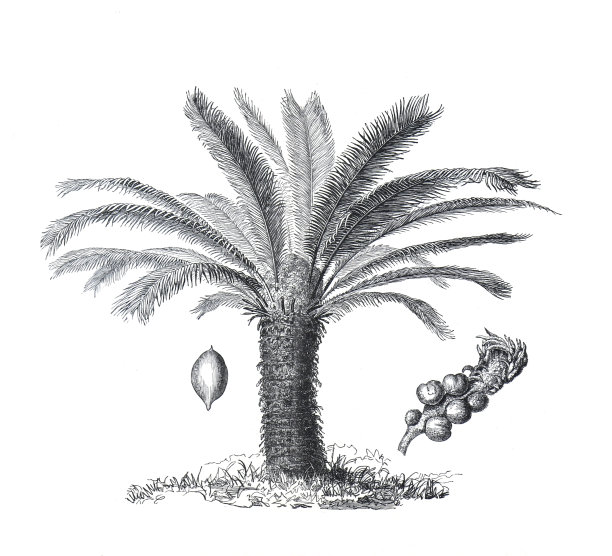 苏铁或西米棕榈。palmtree。复古手绘植物插图。图片下载