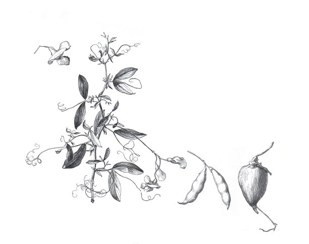 块茎豌豆(块茎豌豆属)块茎植物。复古手绘植物插图。图片下载