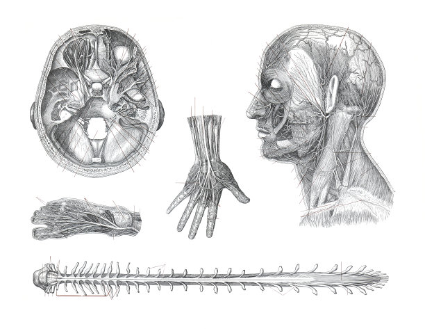 人类的神经系统。人体消化系统复古或仿古手画的人体神经插图。图片下载